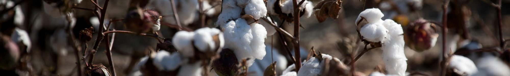 cotton farm picture
